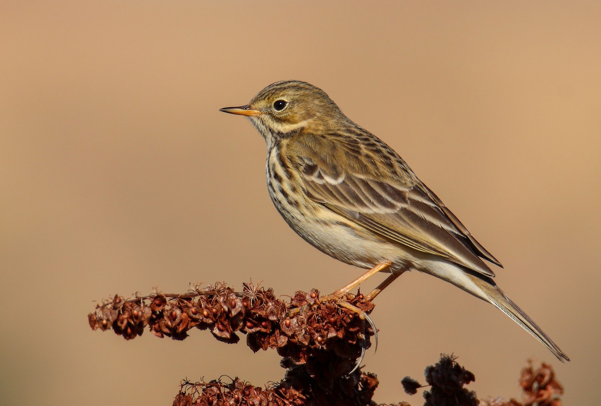 linduška luční - ML643031856