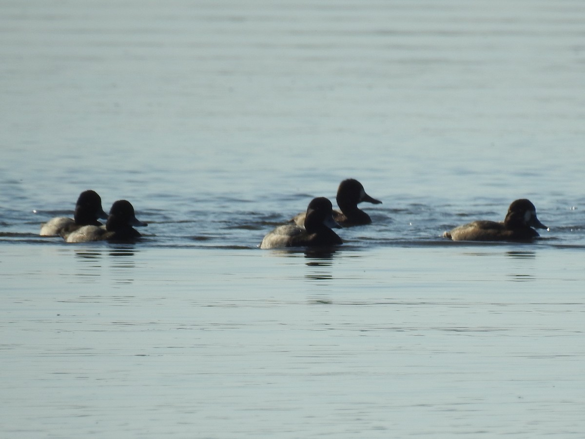 Lesser Scaup - ML643031858