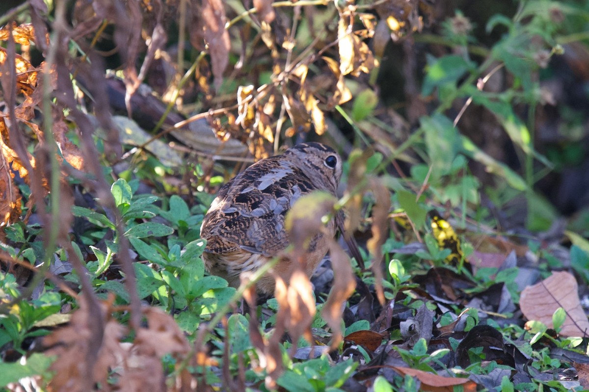 American Woodcock - Jeffrey  Reed
