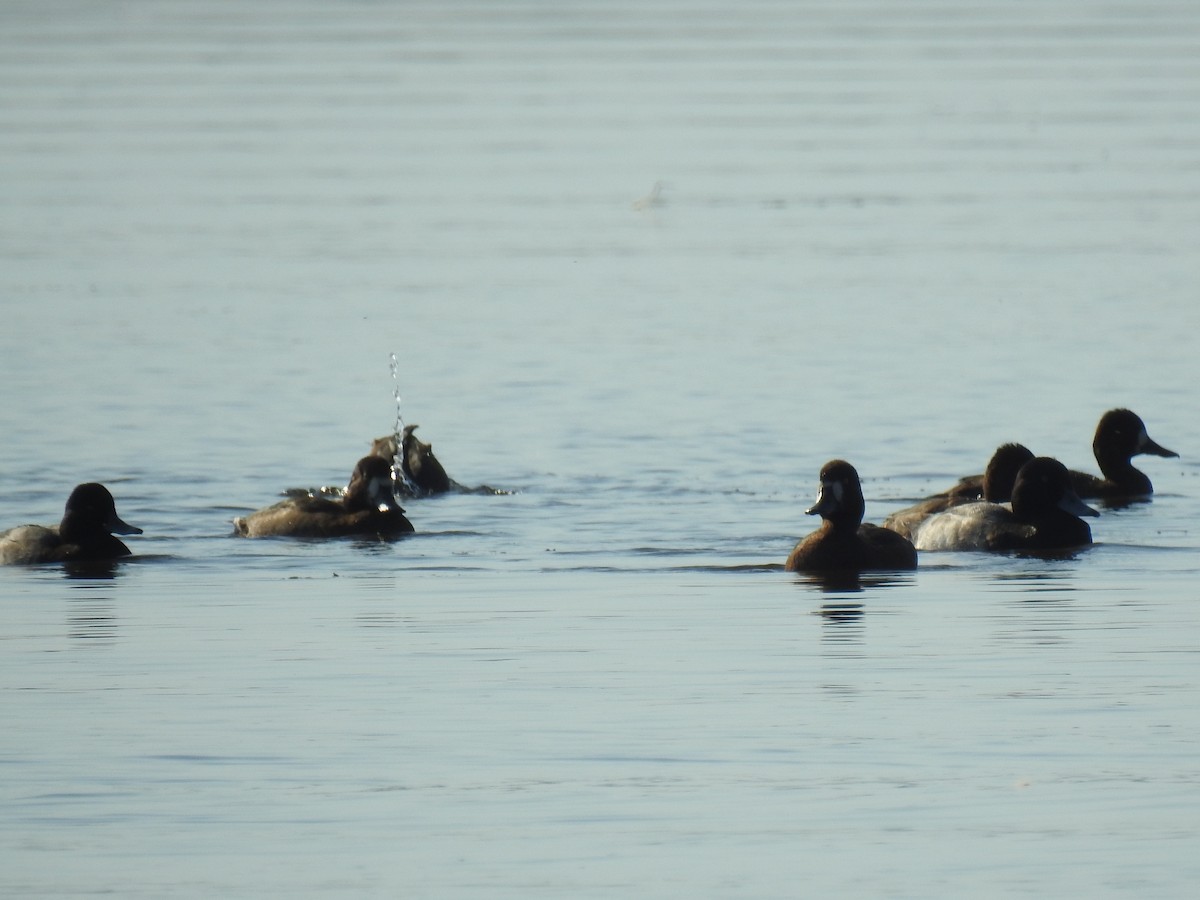 Lesser Scaup - ML643031866
