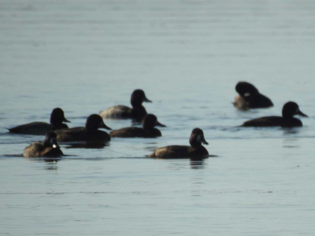 Lesser Scaup - ML643031874