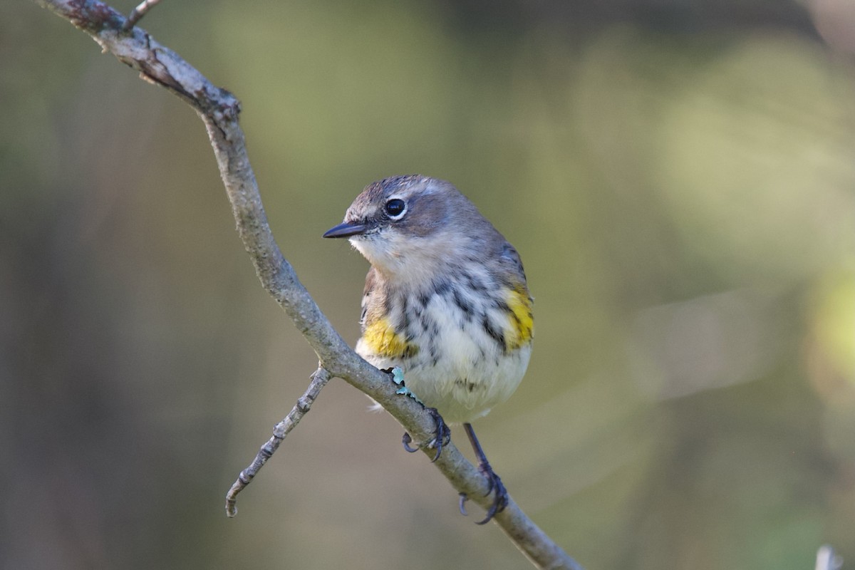 Yellow-rumped Warbler - ML643031879