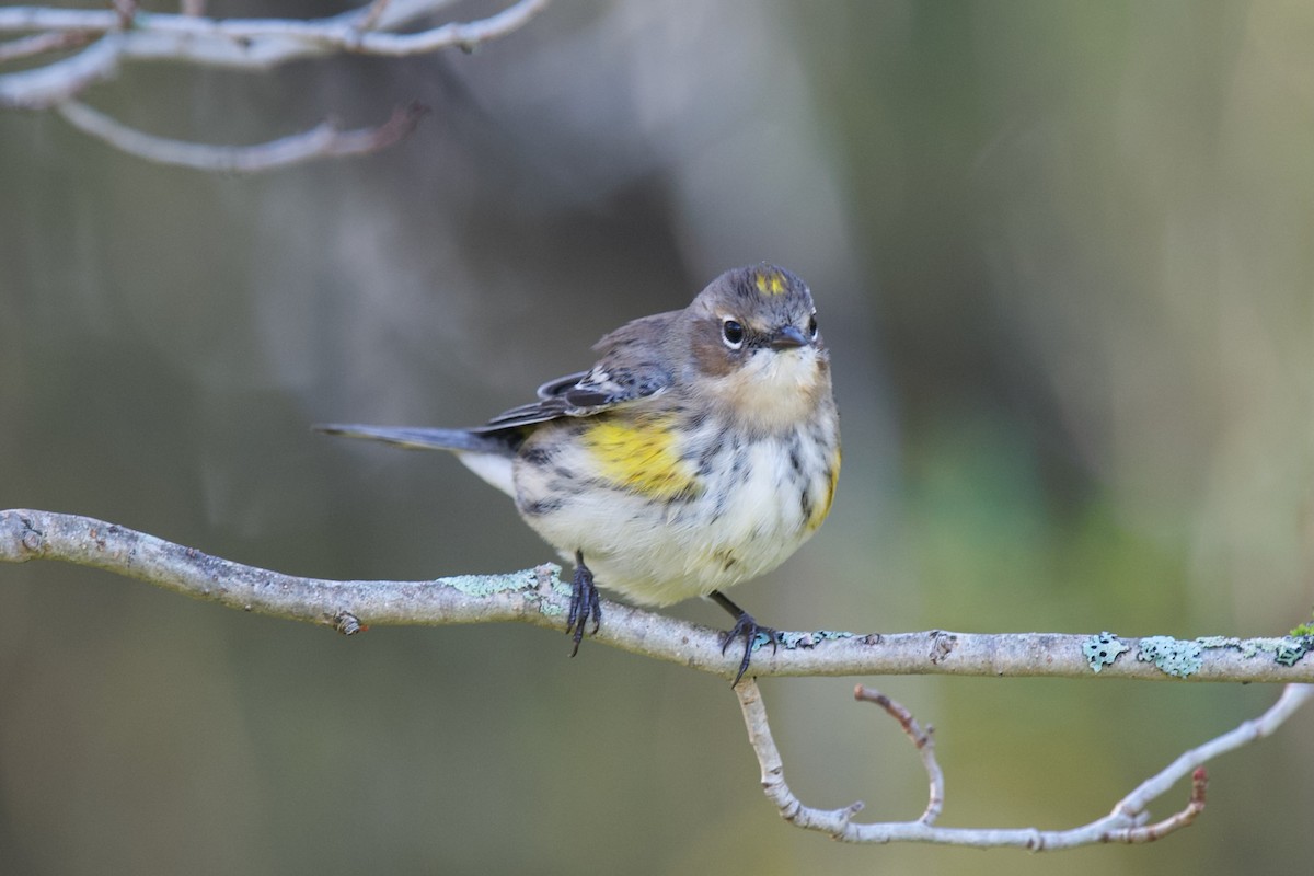 Yellow-rumped Warbler - ML643031880