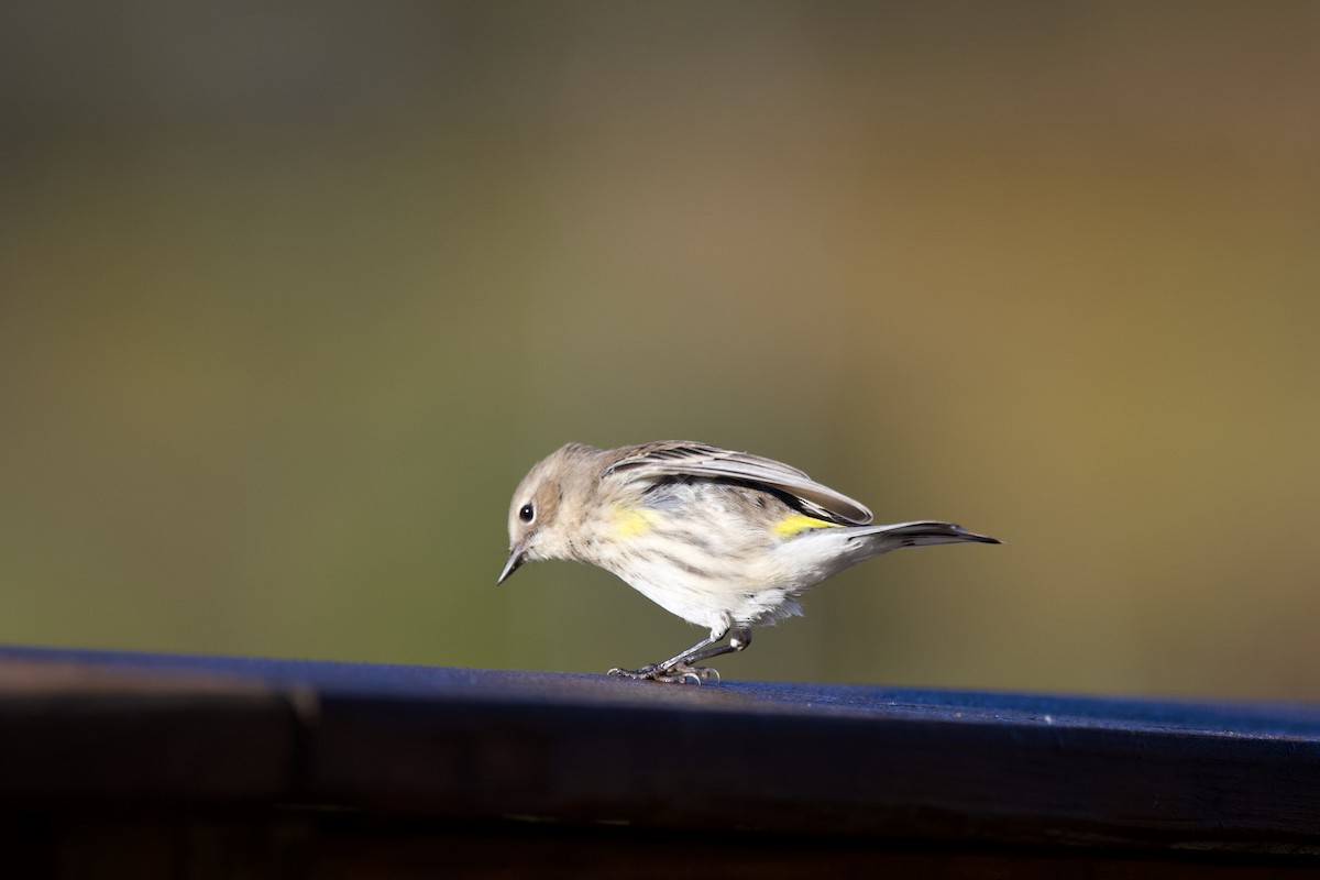 Yellow-rumped Warbler - ML643031881