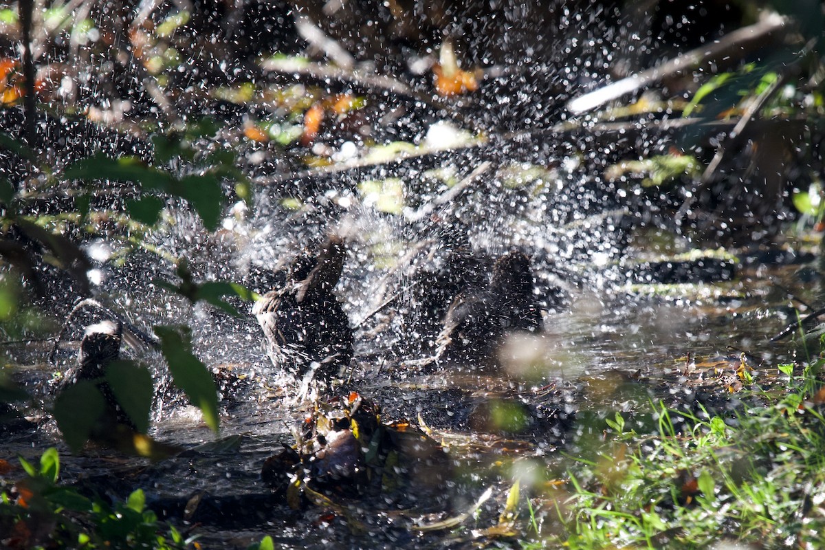European Starling - ML643031895