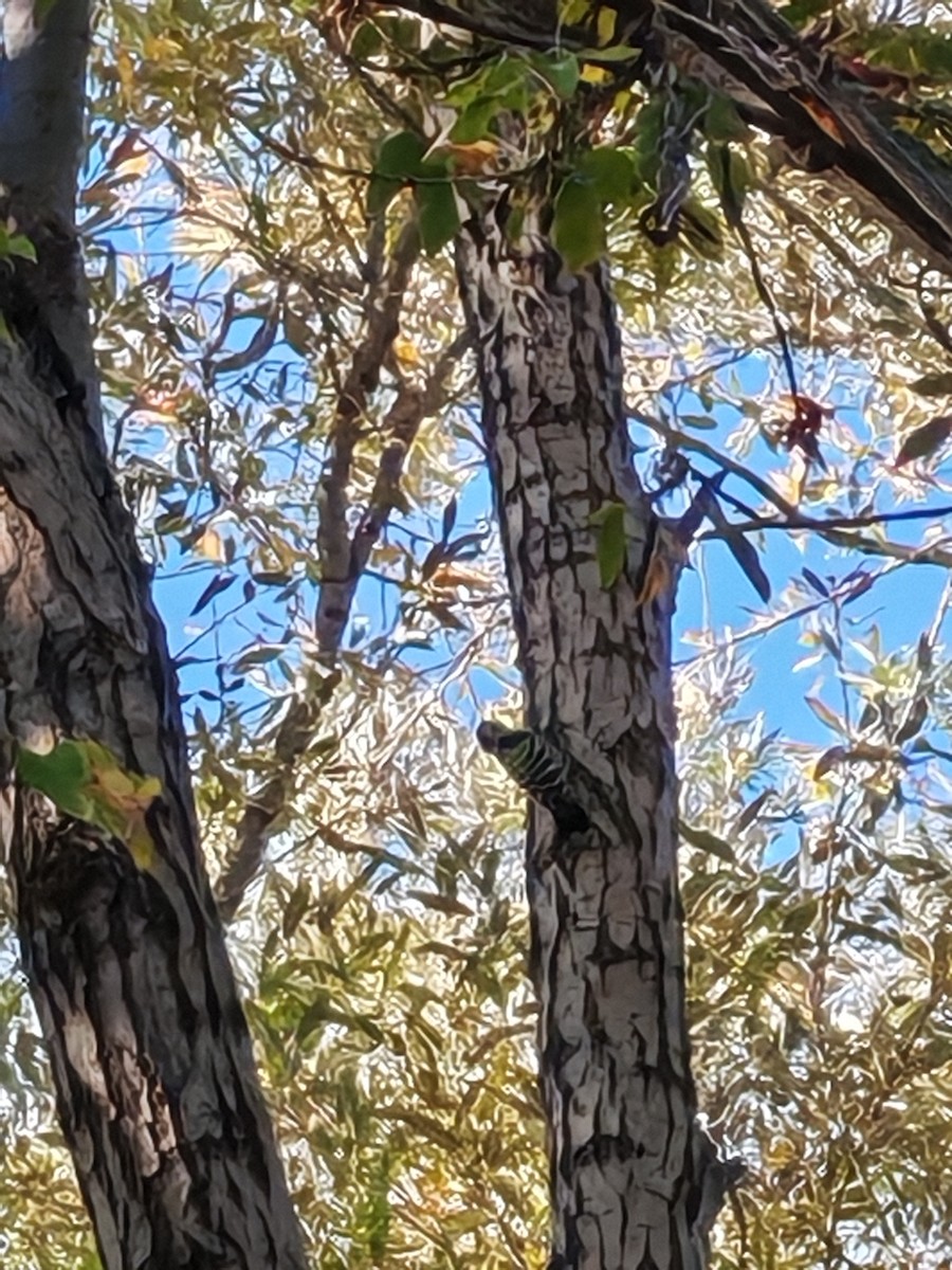 Lesser Spotted Woodpecker - ML643031919