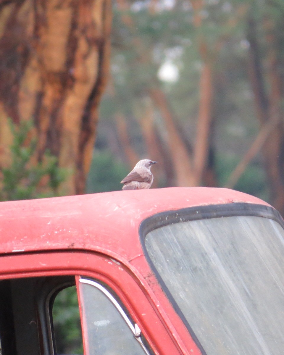 Black-lored Babbler - ML643031922