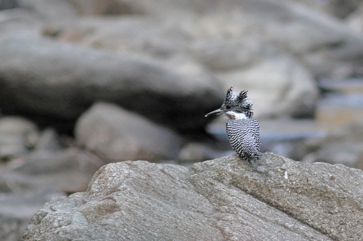 Crested Kingfisher - ML643031925