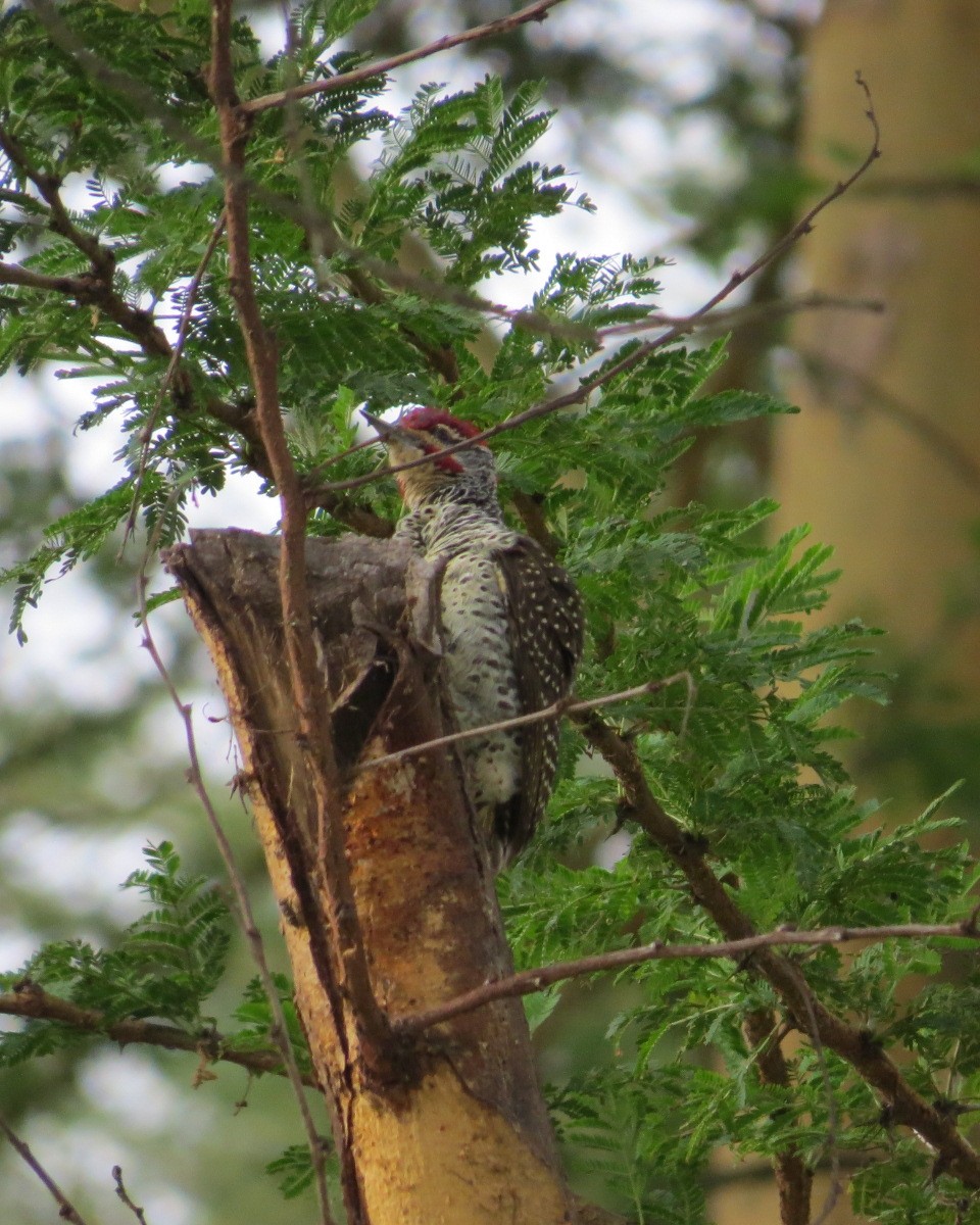 Nubian Woodpecker - ML643031931