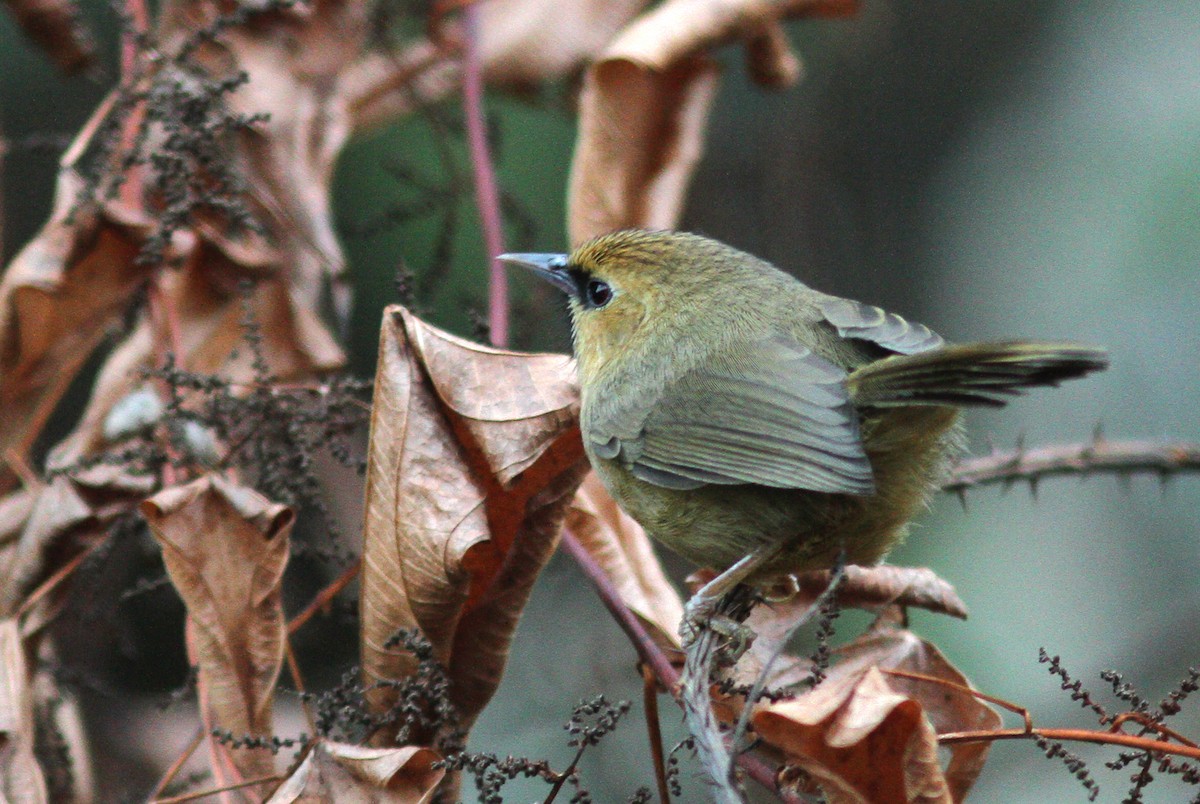 Black-chinned Babbler - ML643031932
