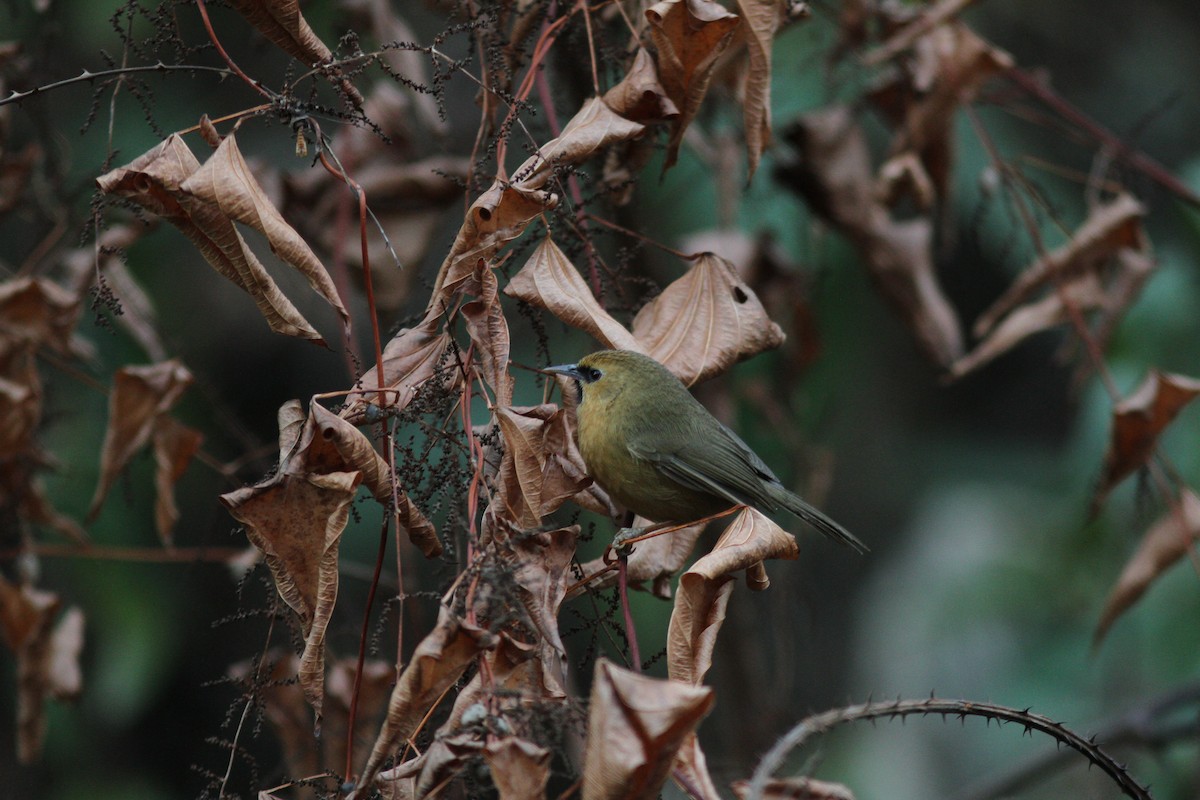 Black-chinned Babbler - ML643031933