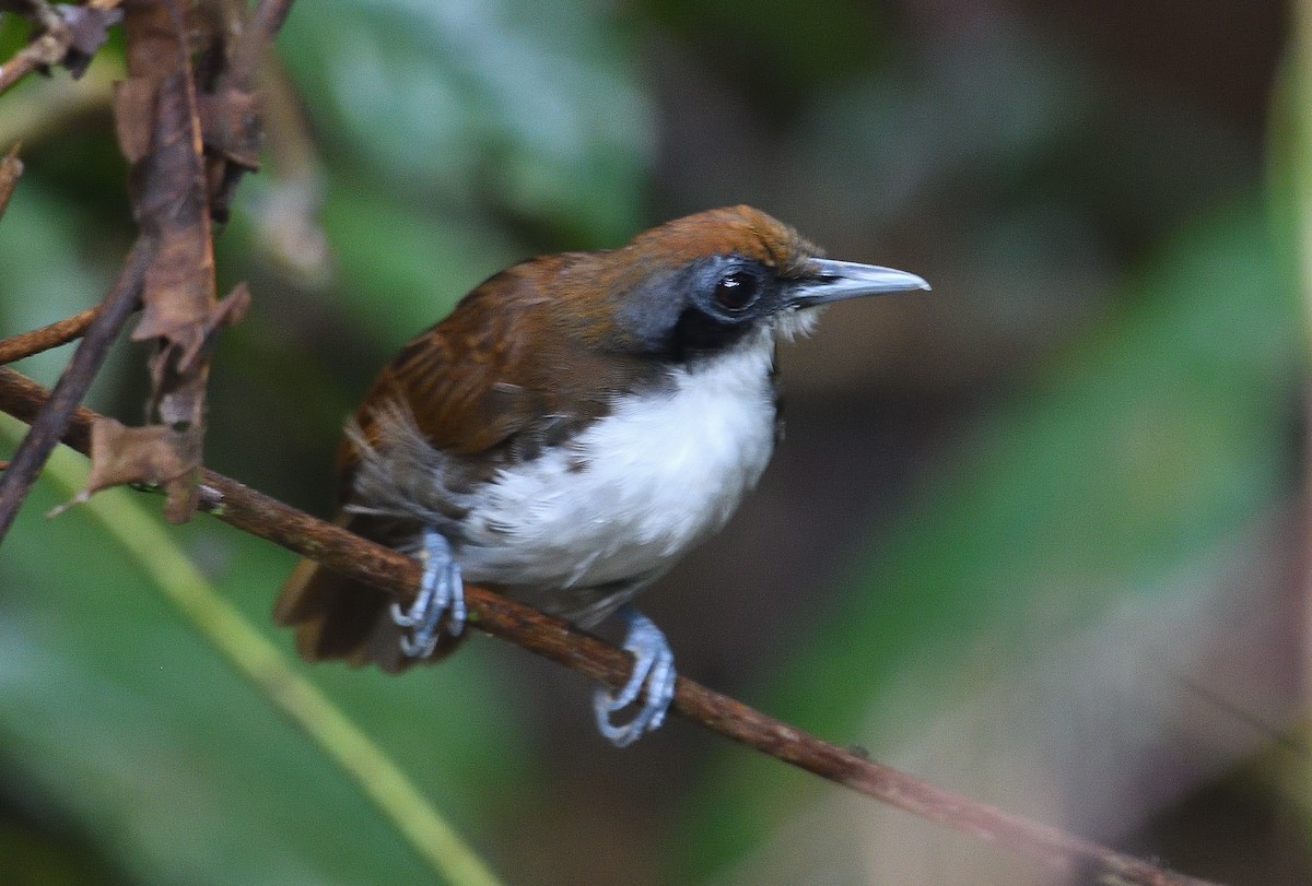 Bicolored Antbird - ML643031934
