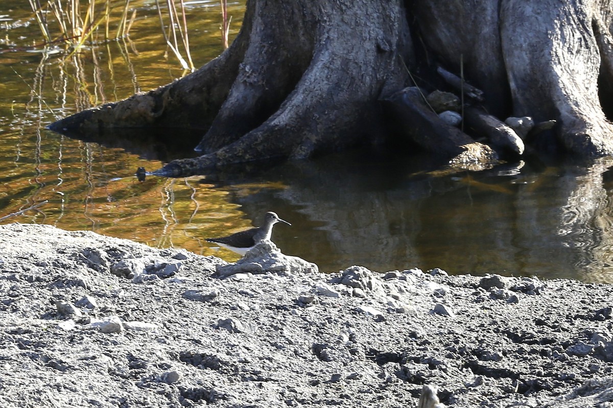 vodouš samotářský - ML643031937