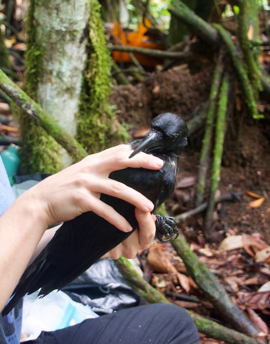 Mariana Crow - ML643031938