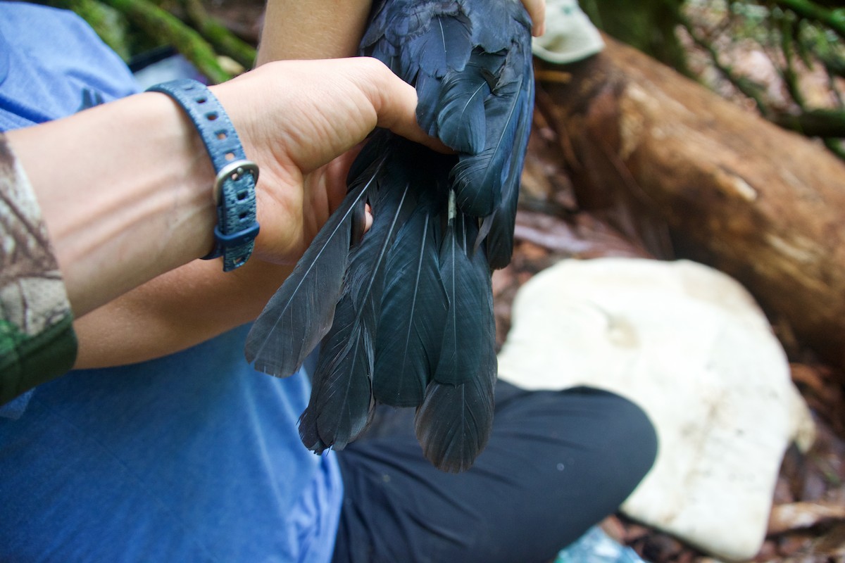 Mariana Crow - ML643031940