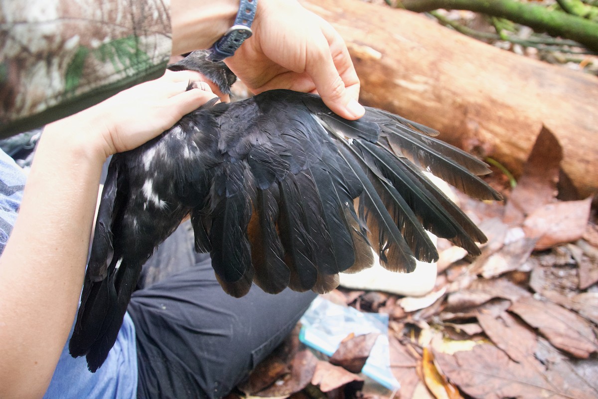 Mariana Crow - ML643031941