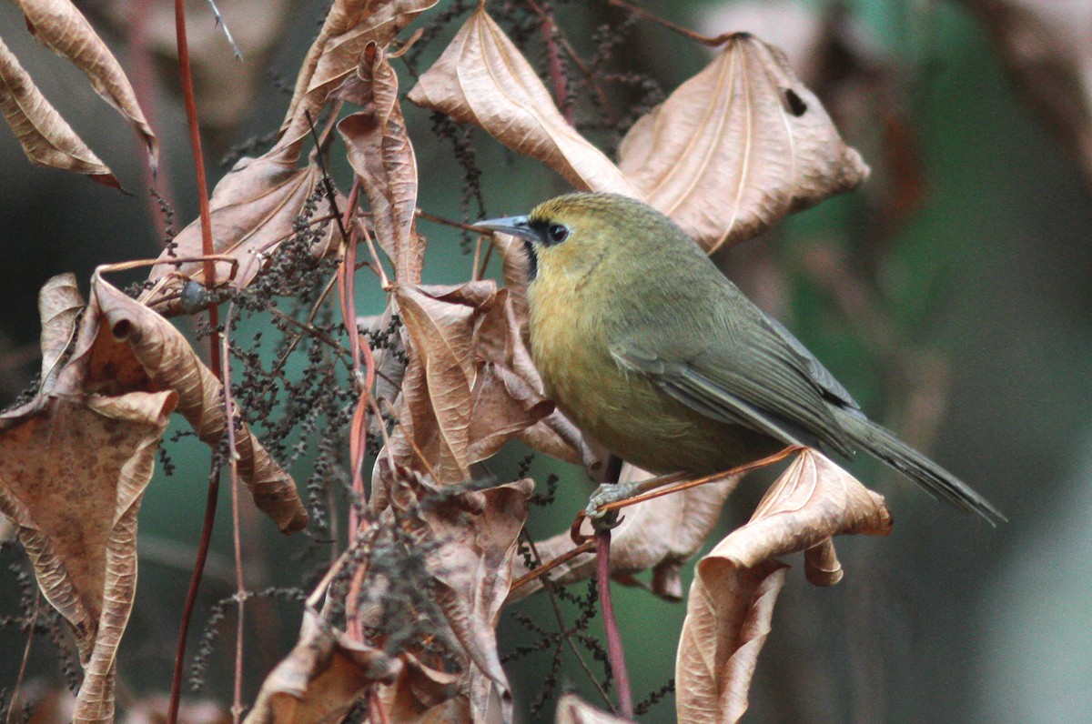 Black-chinned Babbler - ML643031945