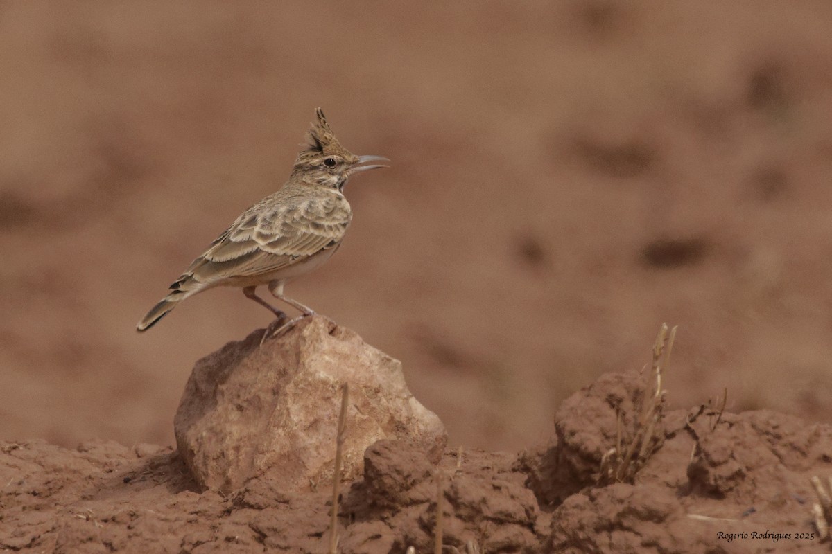 Tepeli Toygar (macrorhyncha/randonii) - ML643031946