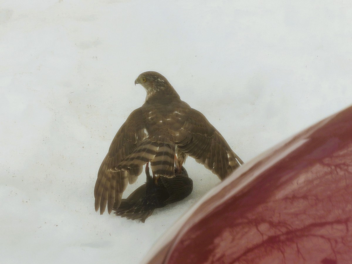 Sharp-shinned Hawk - ML643031950