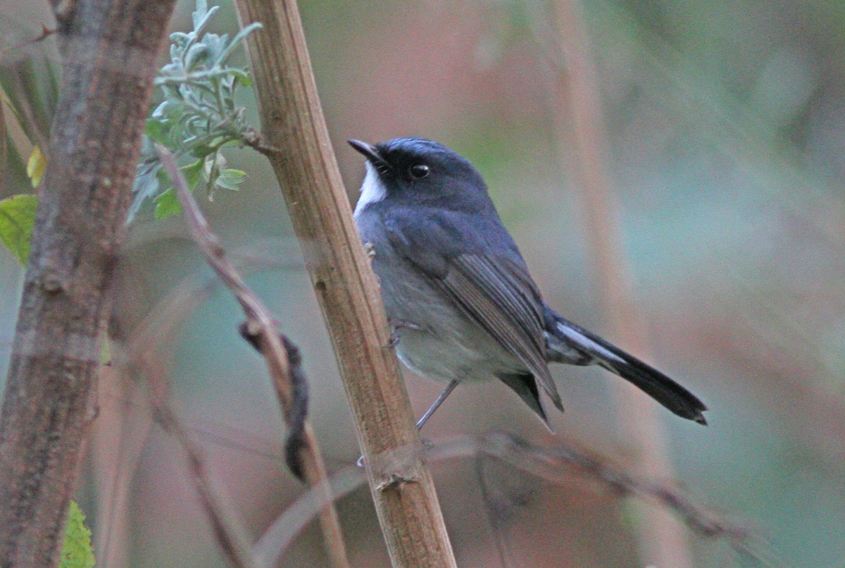 Slaty-blue Flycatcher - ML643031996