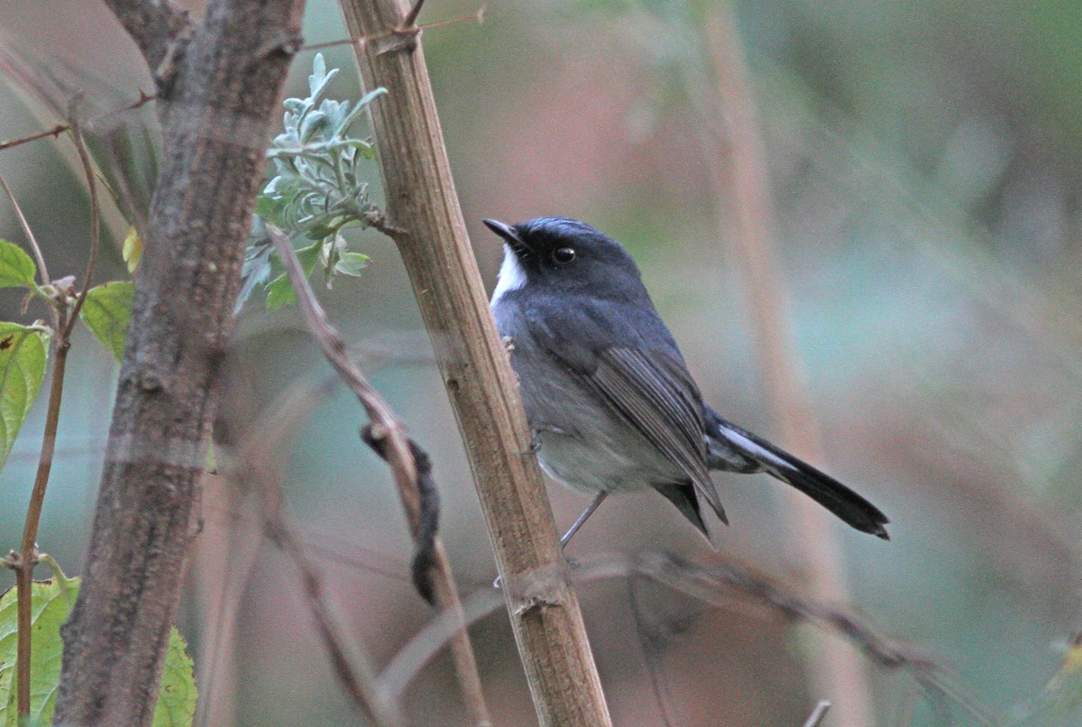 Slaty-blue Flycatcher - ML643031997