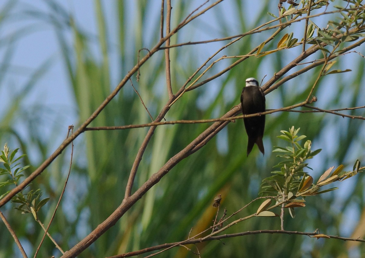 White-headed Sawwing - ML643031999