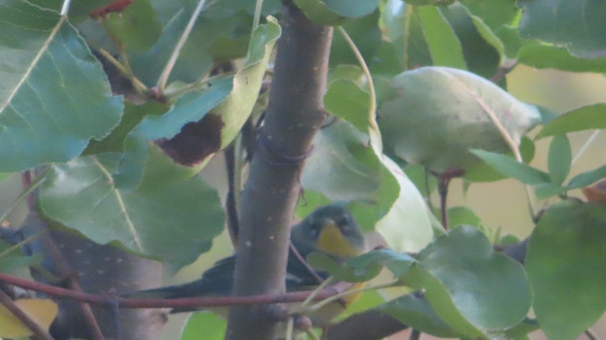 Northern Parula - ML643032002