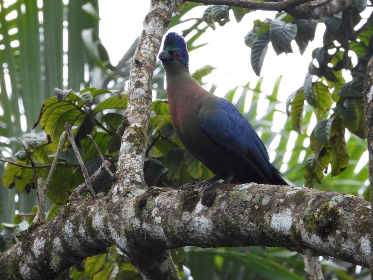 Purple-crested Turaco - ML643032018