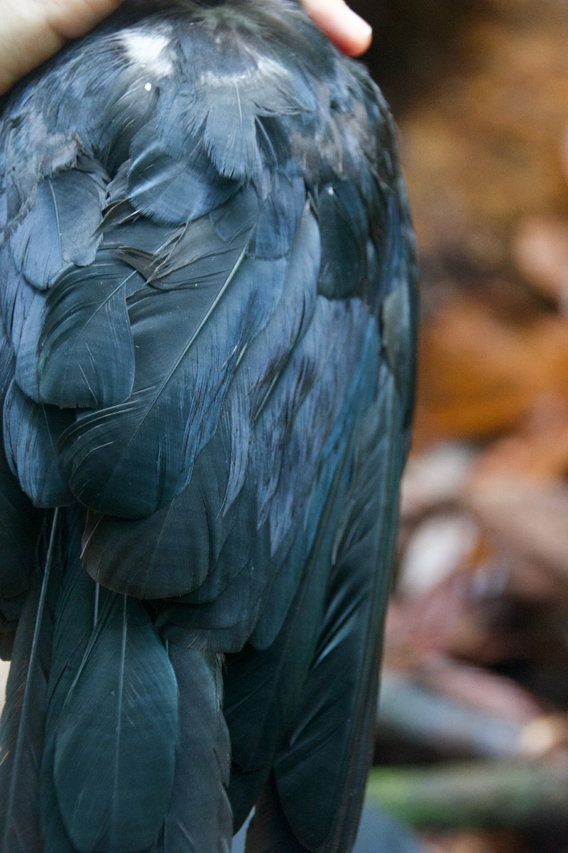 Mariana Crow - ML643032028