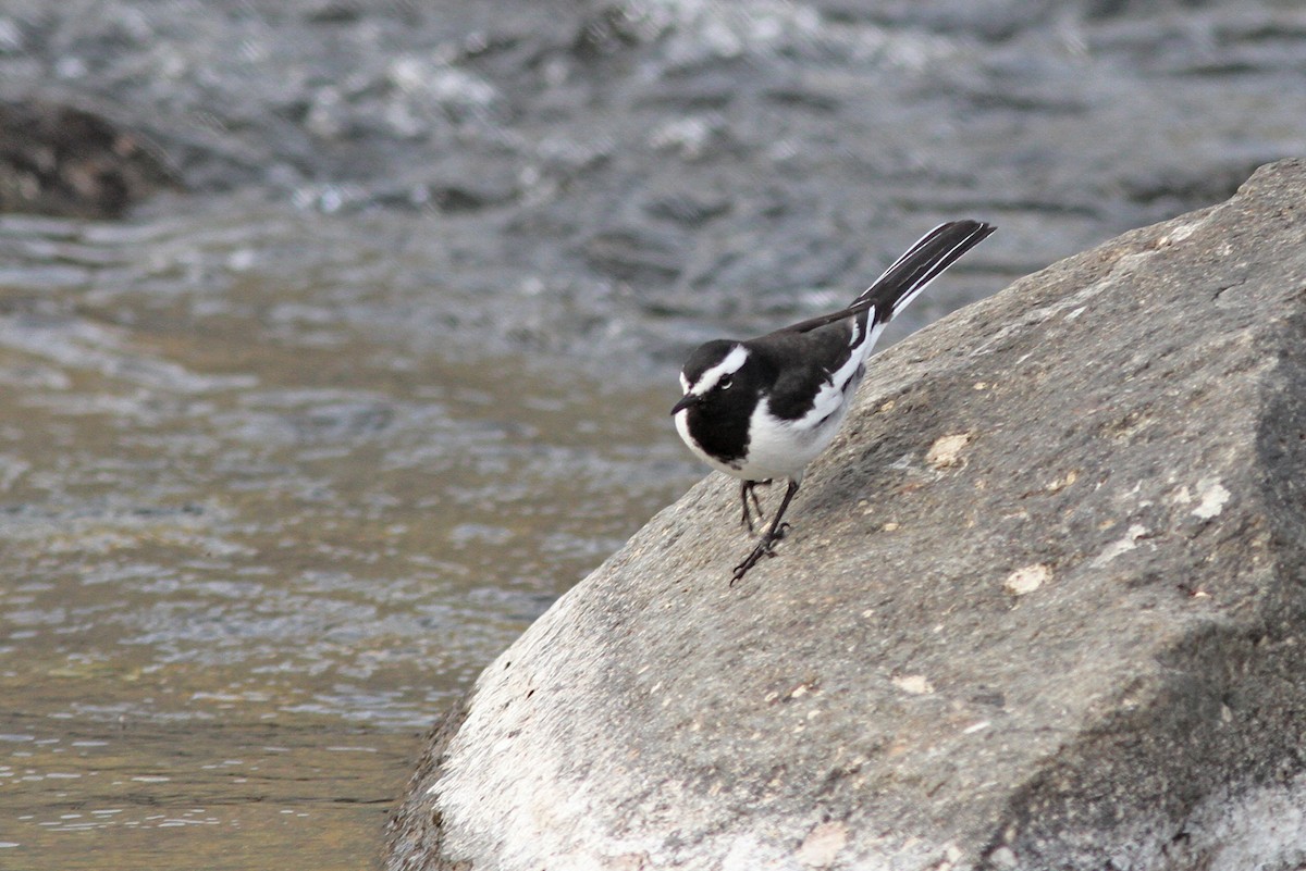 White-browed Wagtail - ML643032041