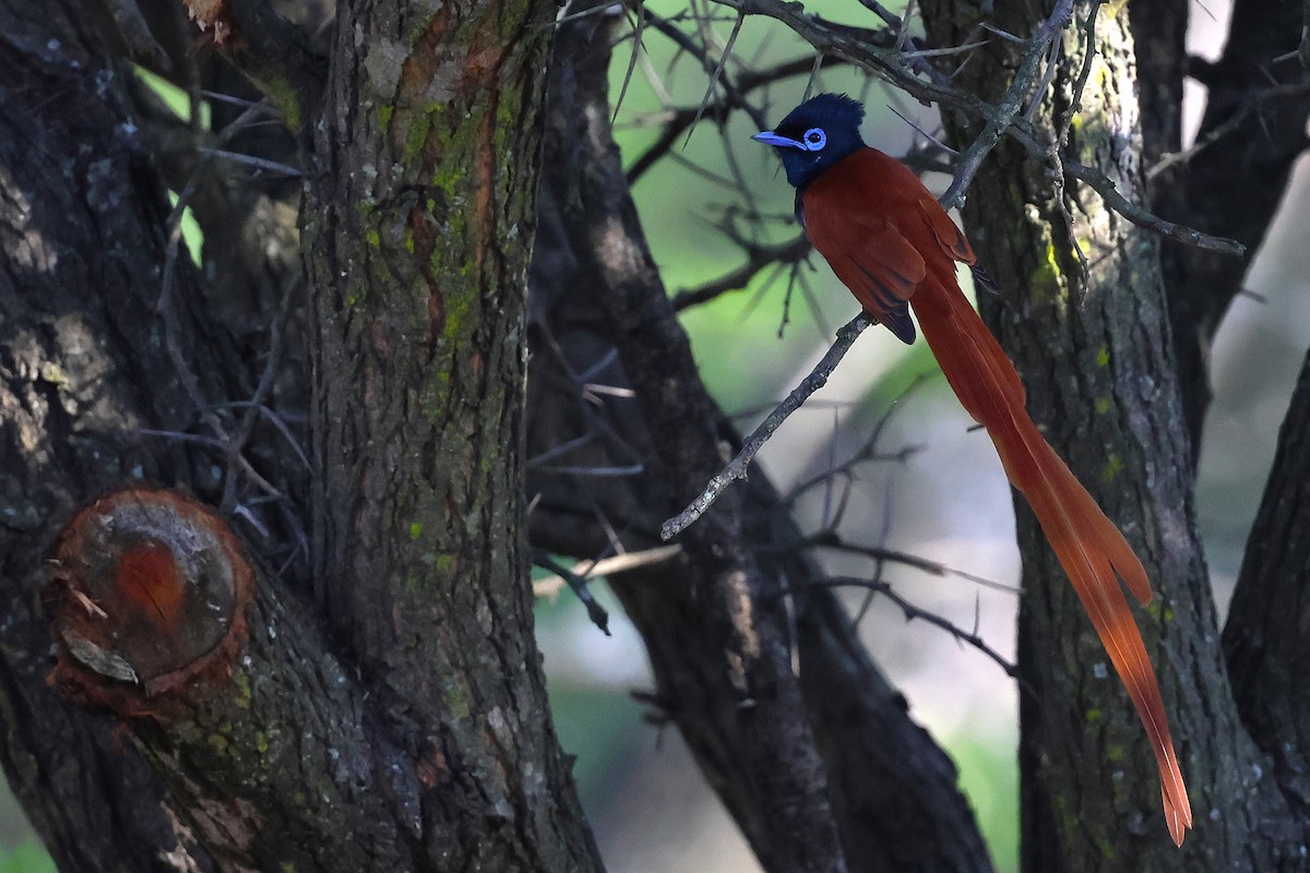 African Paradise-Flycatcher - ML643032043