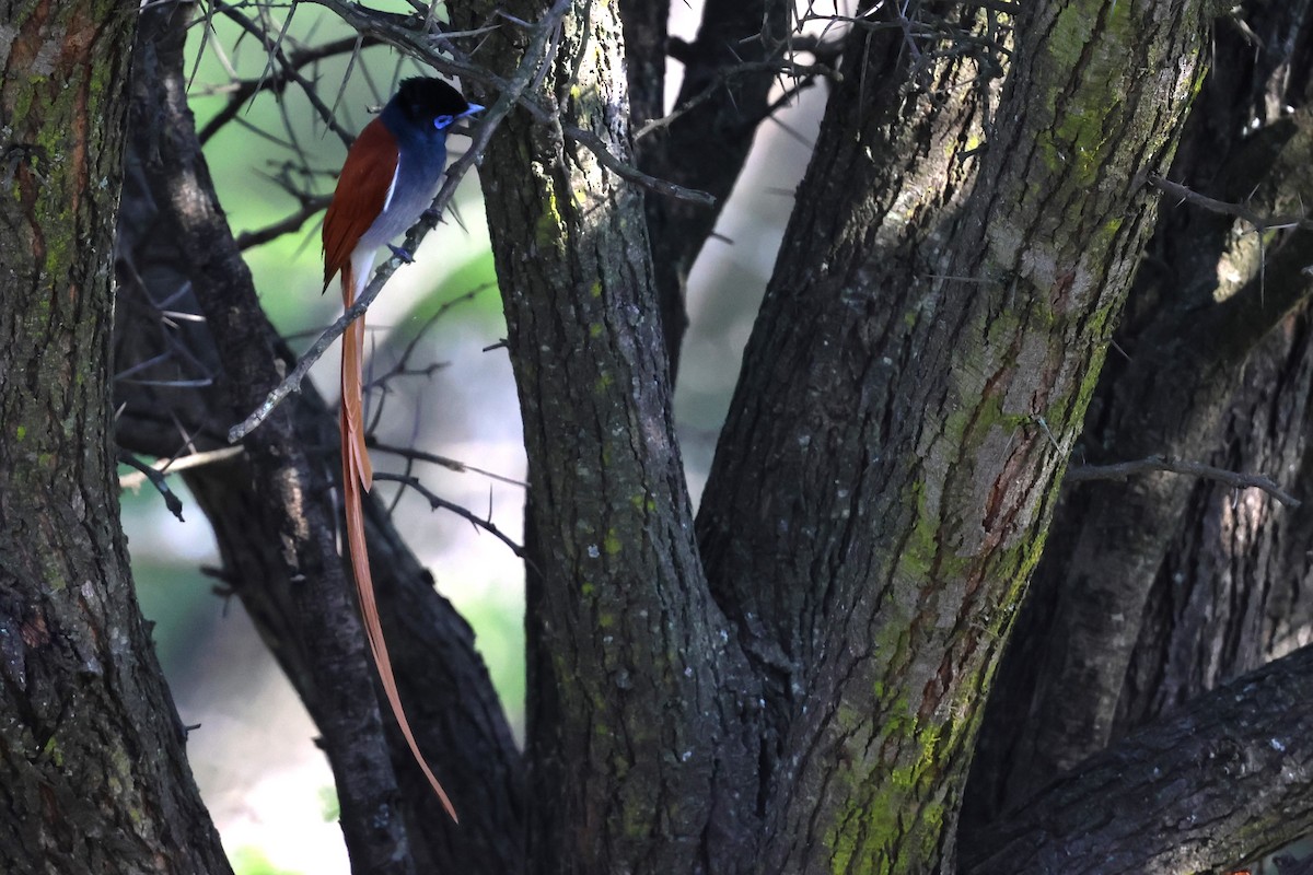African Paradise-Flycatcher - ML643032044