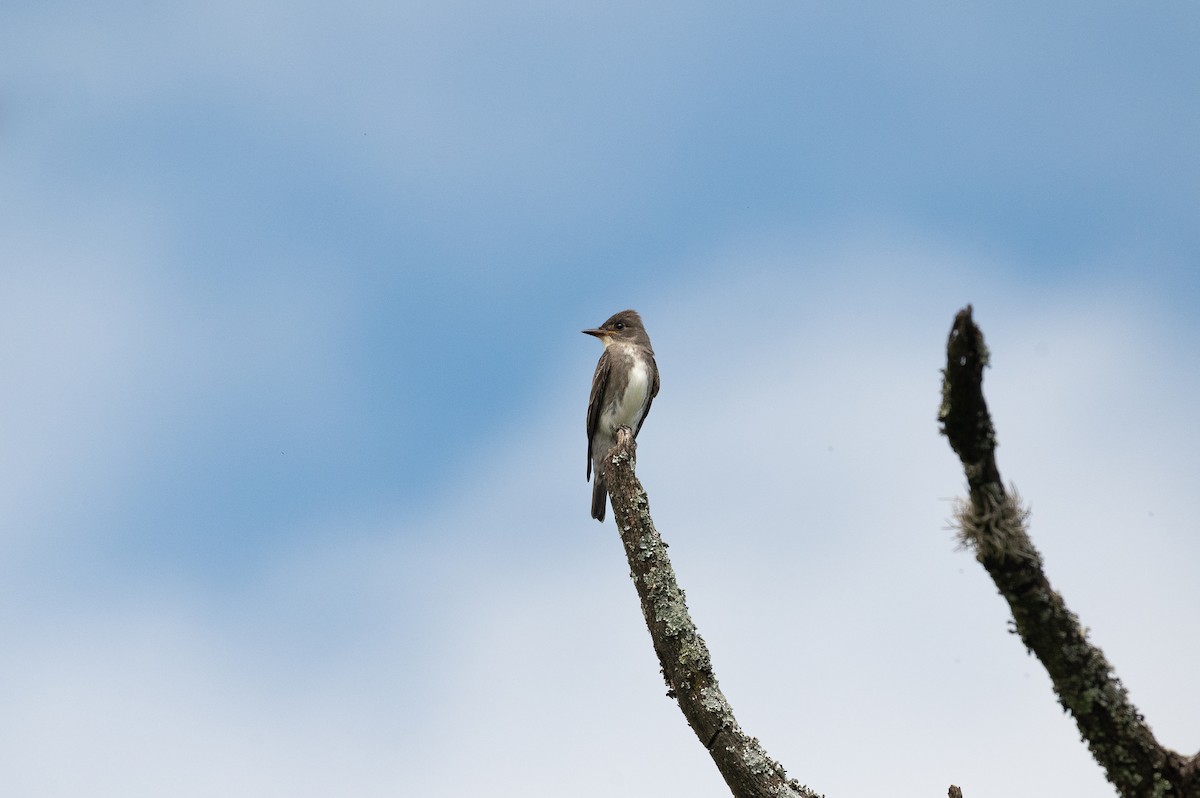 Olive-sided Flycatcher - ML643032063