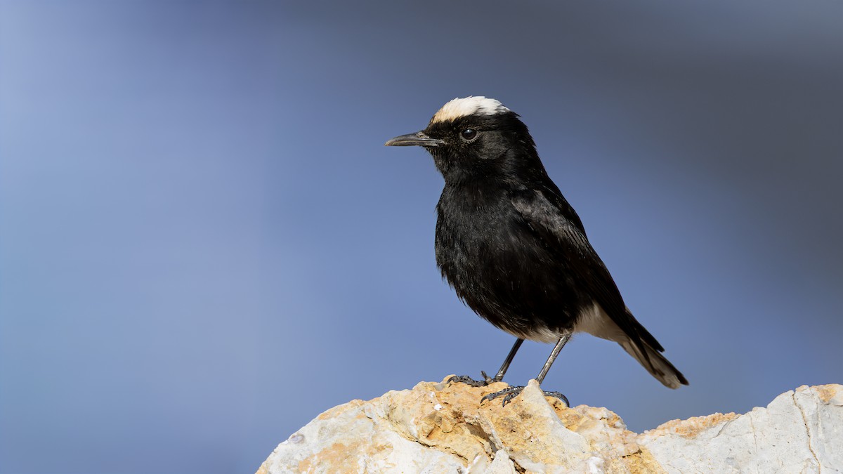 White-crowned Wheatear - ML643032070