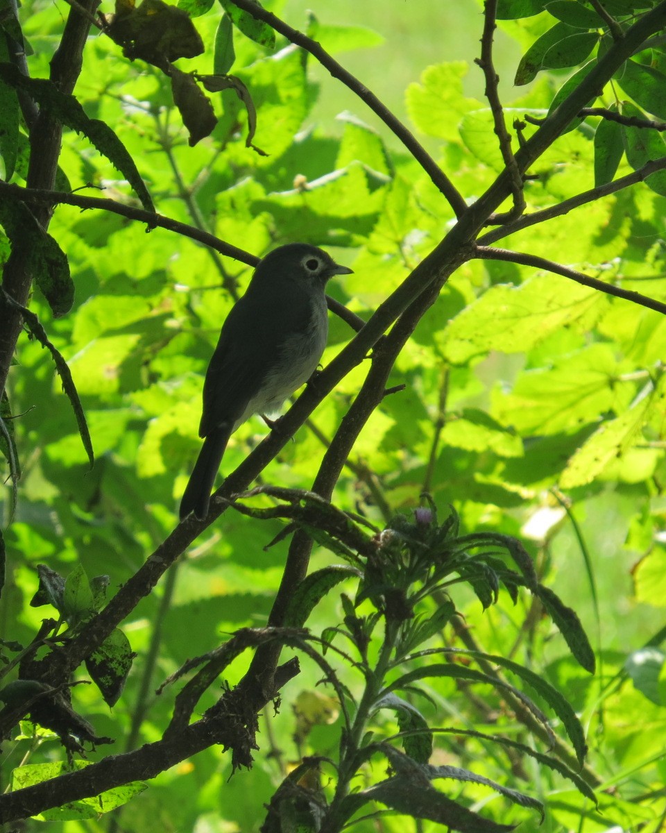 White-eyed Slaty-Flycatcher - ML643032106