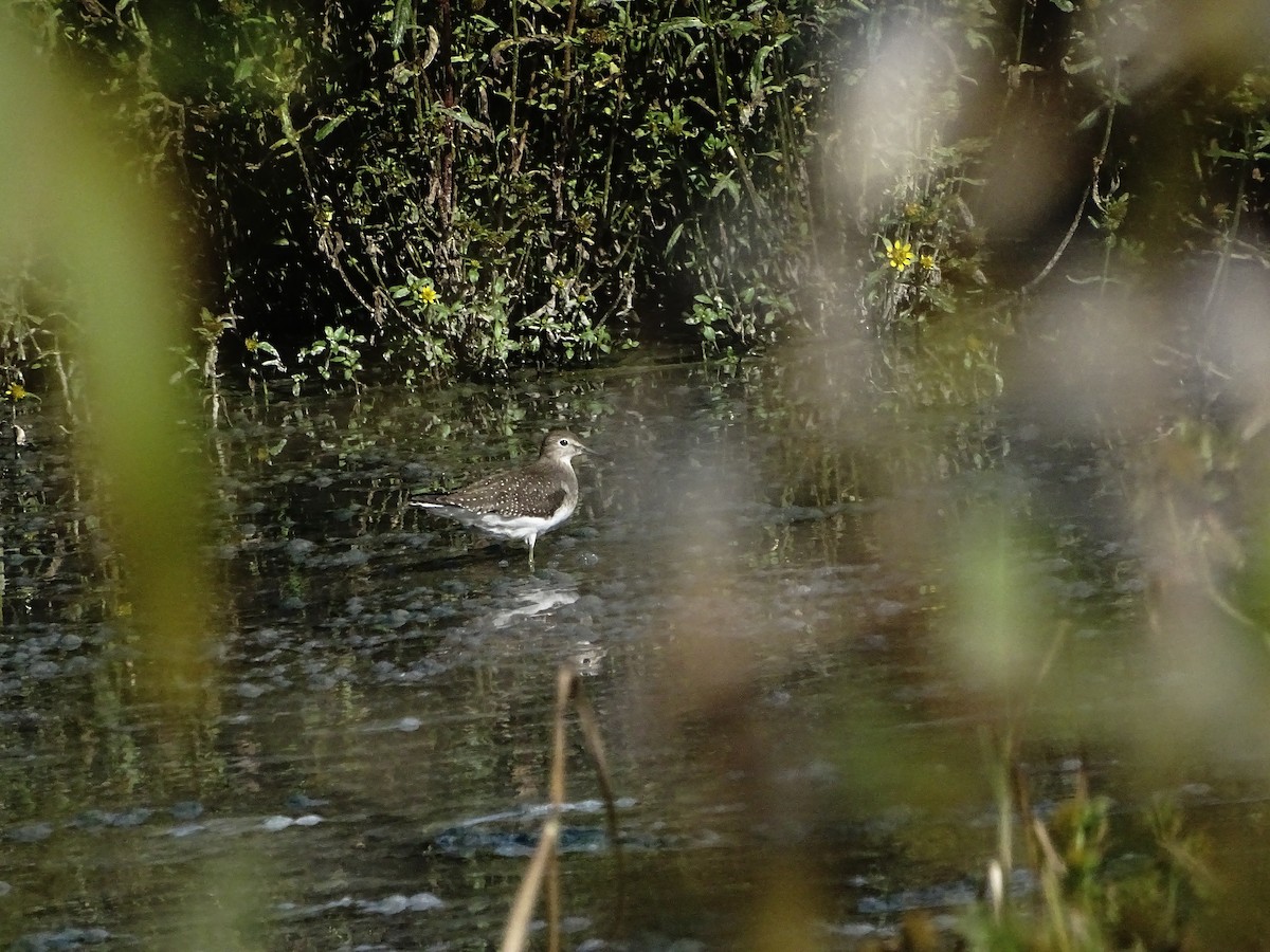 Solitary Sandpiper - ML643032118