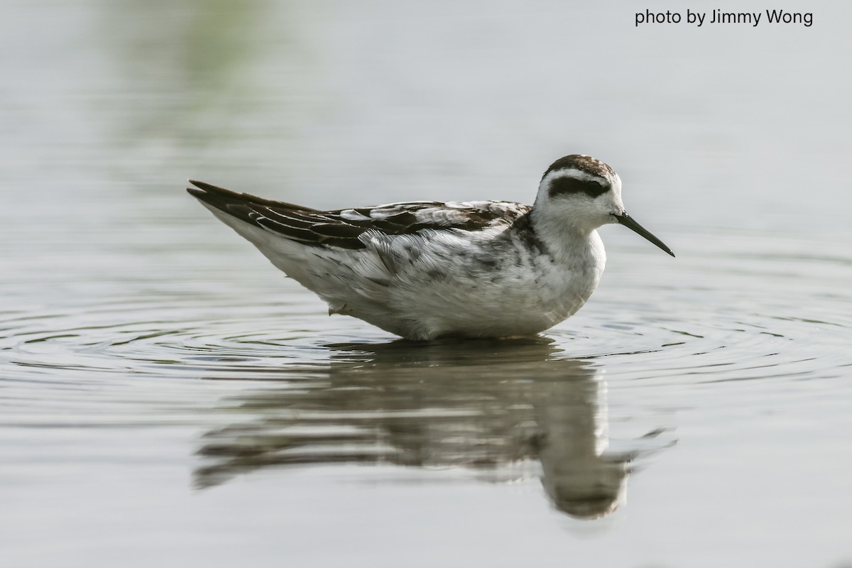 Red-necked Phalarope - ML643032124
