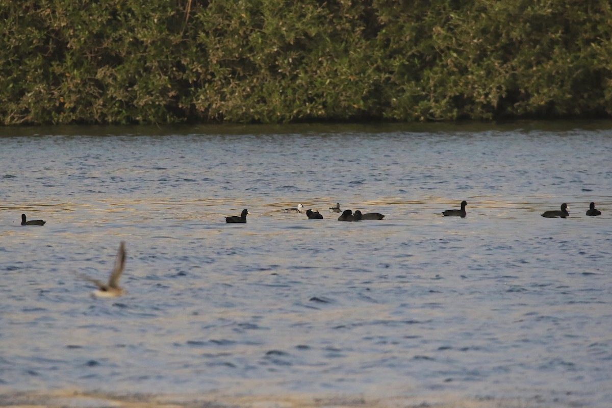 Cotton Pygmy-Goose - ML643032127