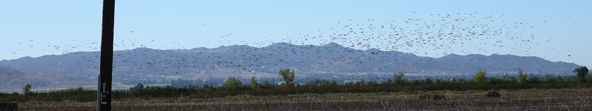 White-faced Ibis - ML643032134