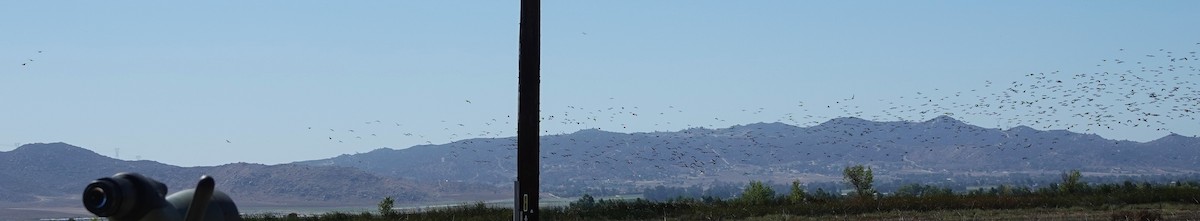 White-faced Ibis - ML643032135