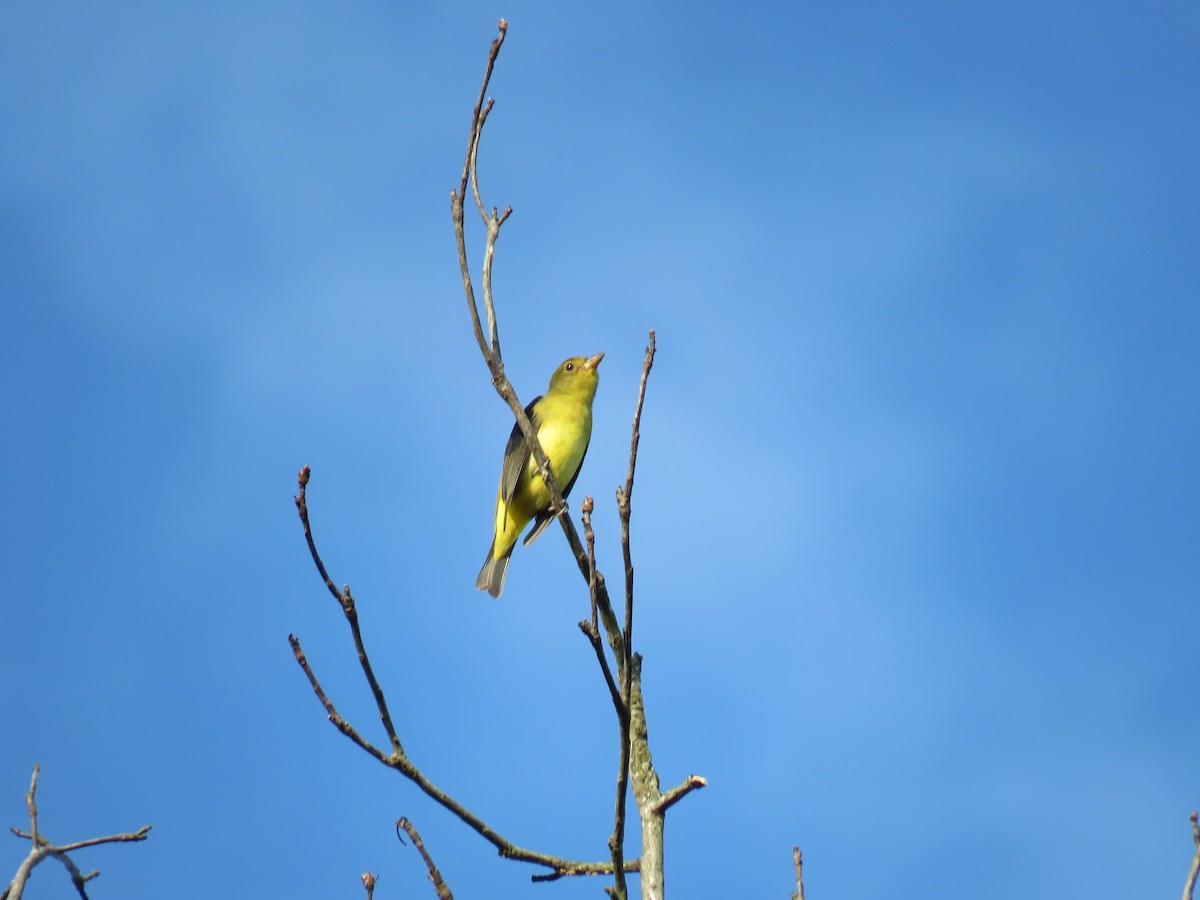 Scarlet Tanager - ML643032145