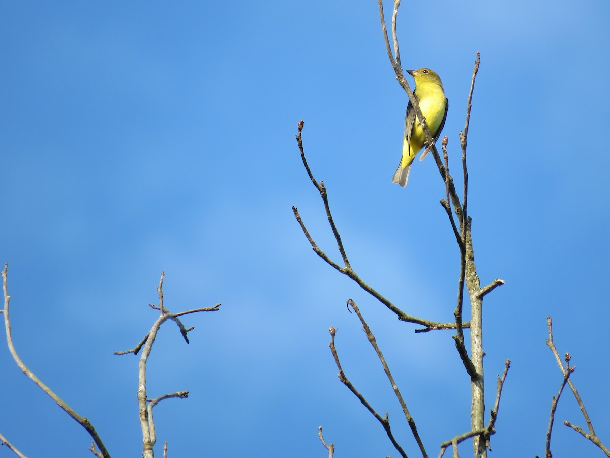 Scarlet Tanager - ML643032146