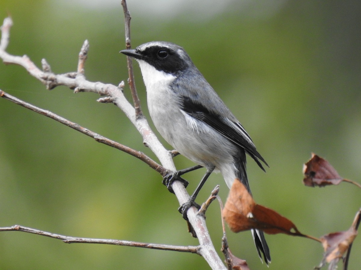 Gray Bushchat - ML643032147