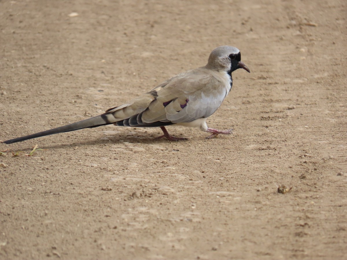 Namaqua Dove - ML643032148