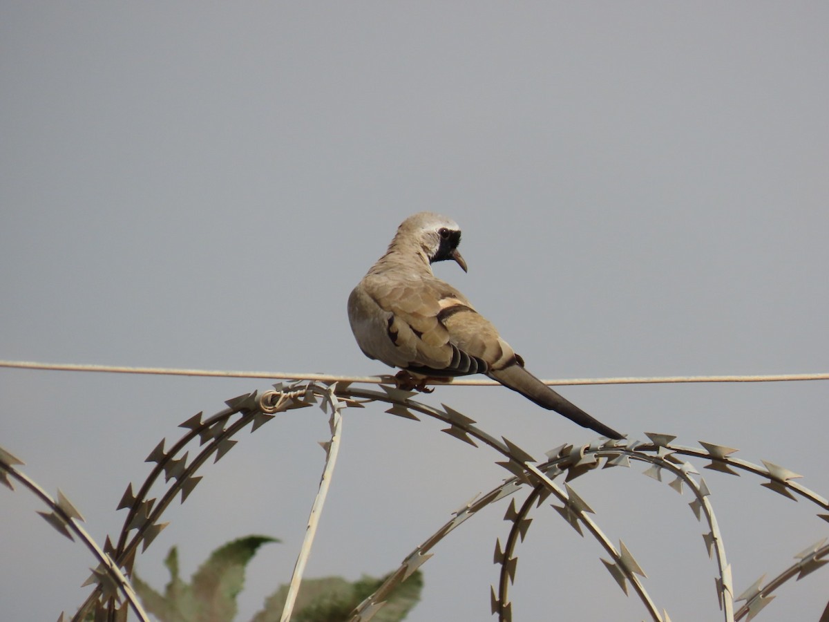 Namaqua Dove - ML643032150