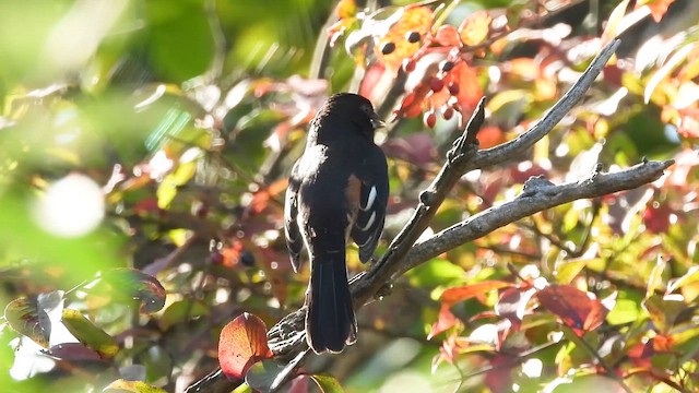 Eastern Towhee - ML643032154