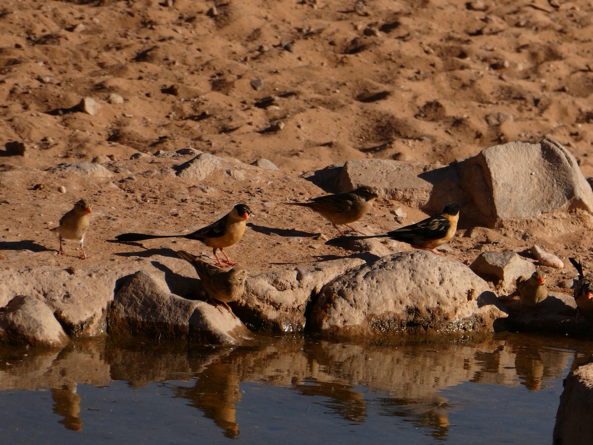 Shaft-tailed Whydah - ML643032195