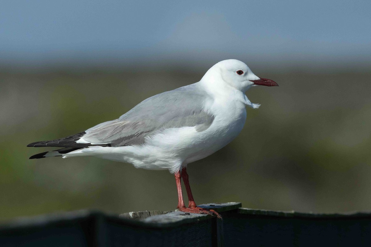 Hartlaub's Gull - ML643032203
