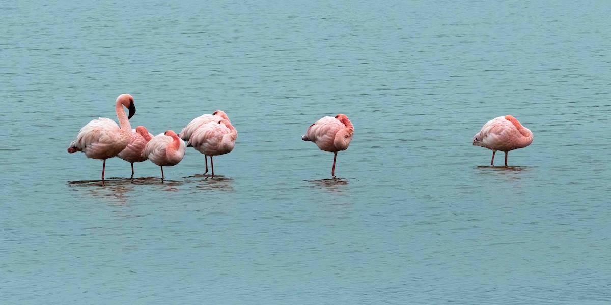 Lesser Flamingo - ML643032206