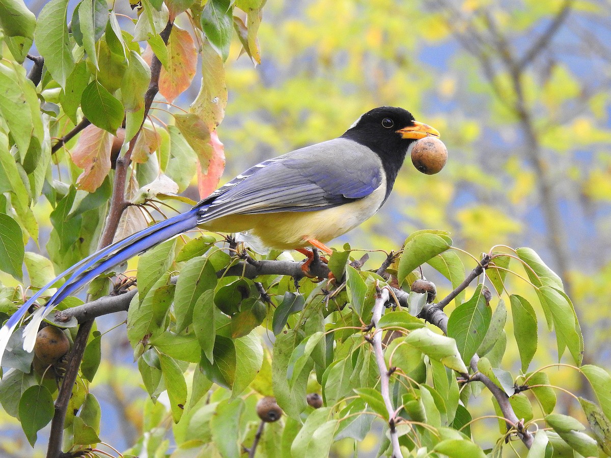 Yellow-billed Blue-Magpie - ML643032226